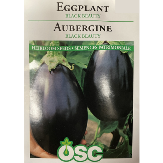 OSC Seeds Eggplant Black Beauty Pkg.