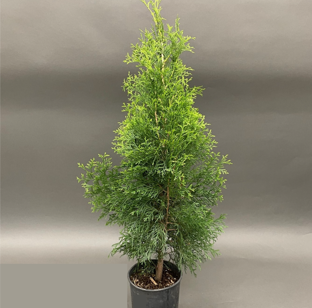 Emerald Cedar