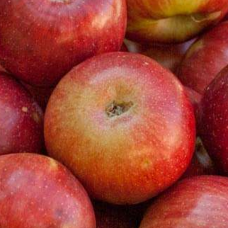 Apple Empire