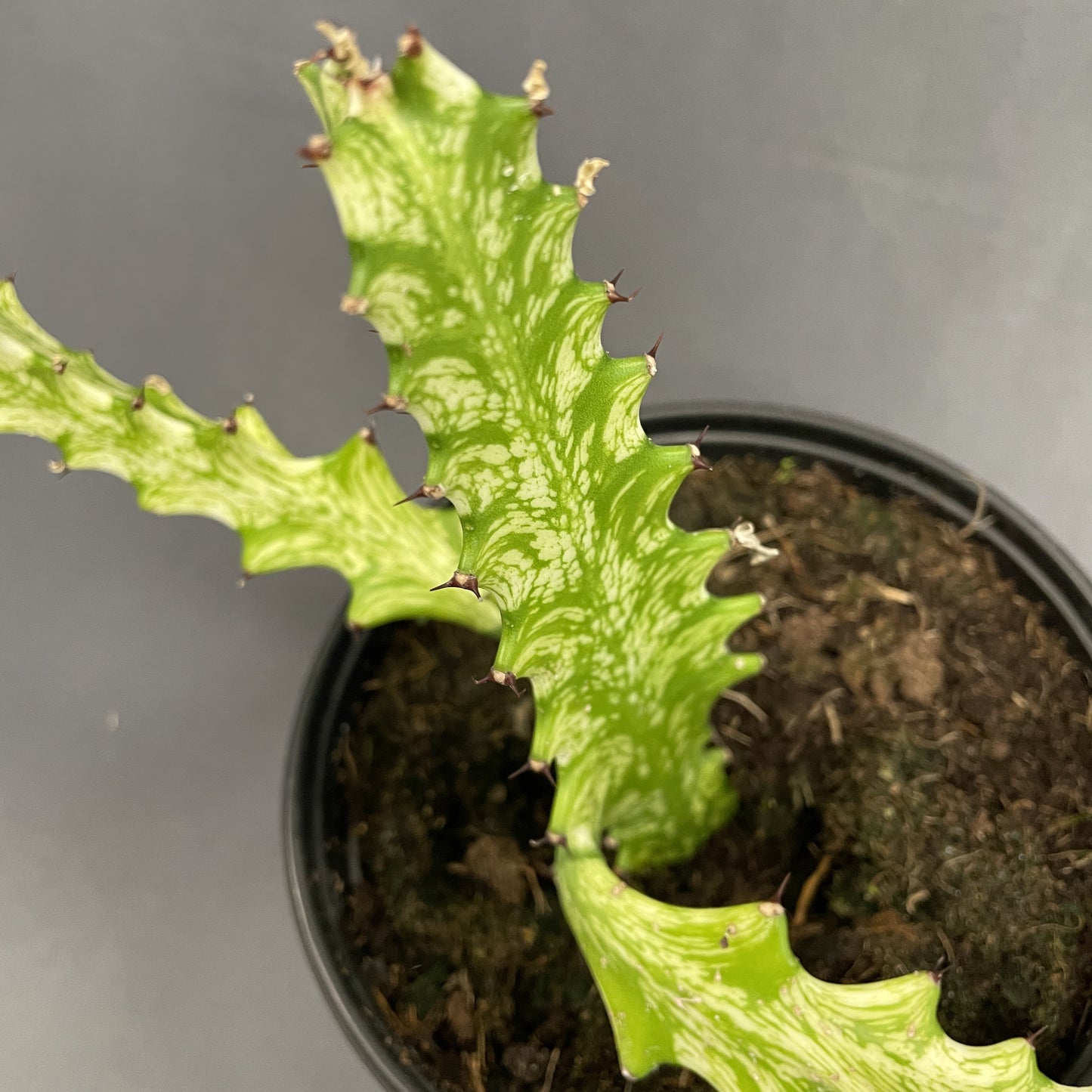 Euphorbia Trigona Variegated 6" Pot