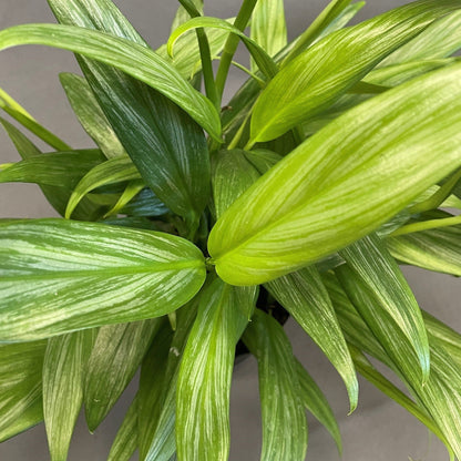 Pothos amplifolia