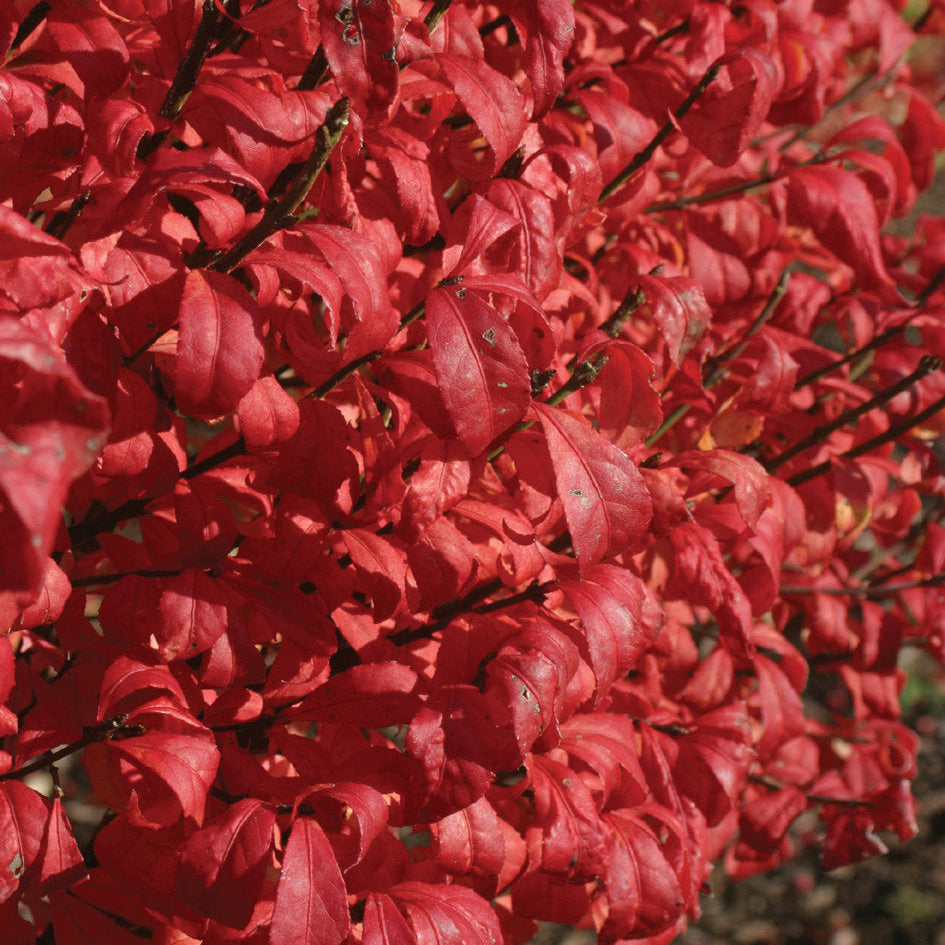 Burningbush 'Fire Ball®'