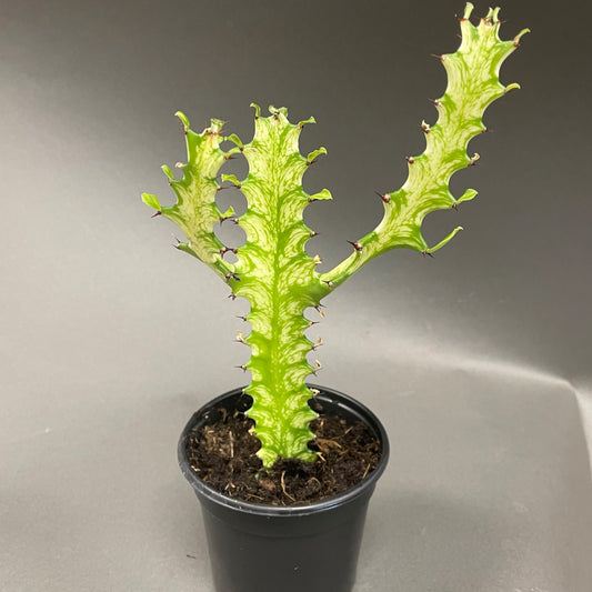 Euphorbia Trigona Variegated 4" Pot