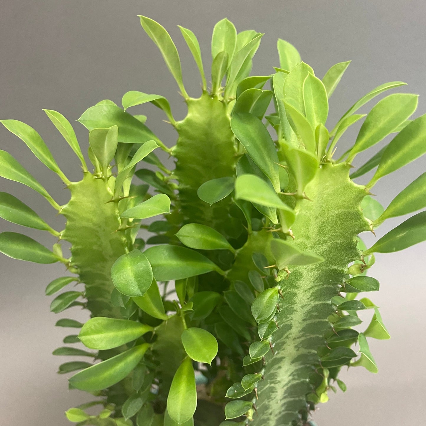 Euphorbia Trigona 6" Pot