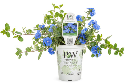 Morning Glory 'Dwarf' PW
