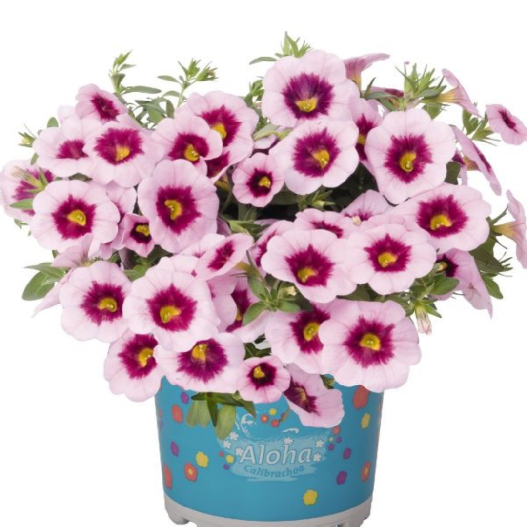 Calibrachoa 'Aloha Nani'