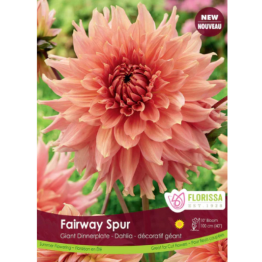 Bulbs Dahlia Dinnerplate Fairway Spur 1/Pkg.