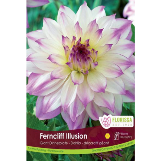 Bulbs Dahlia Dinnerplate Ferncliff Illusion 1/Pkg.