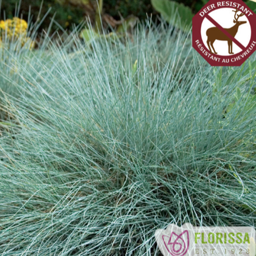Blue Fescue