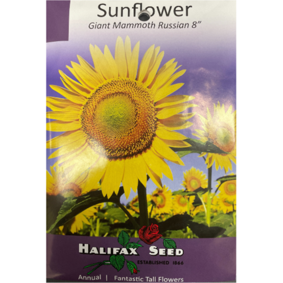 Halifax Seed Sunflower Giant Mammoth Russian Large Pack