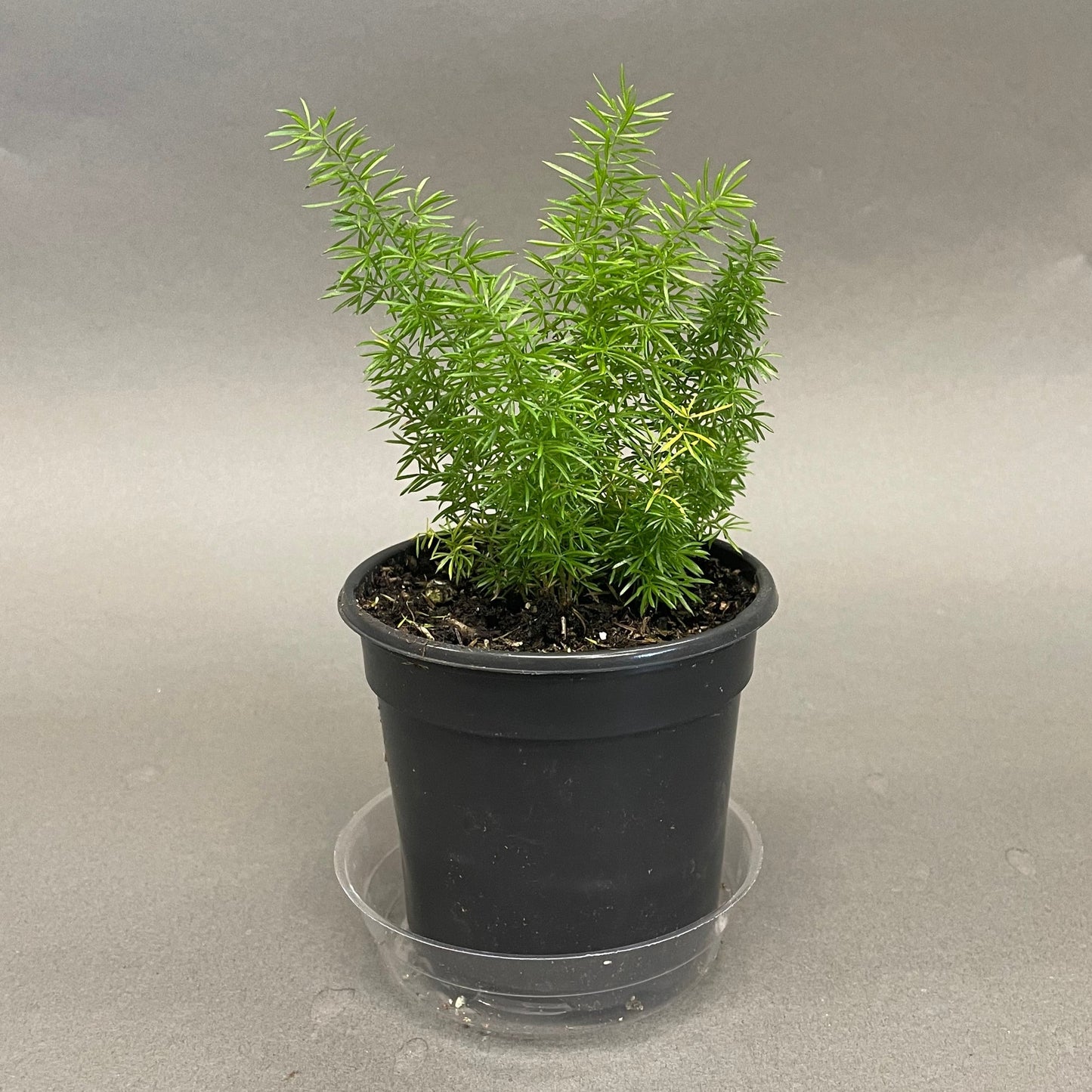 Foxtail Fern