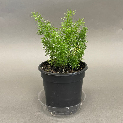 Foxtail Fern