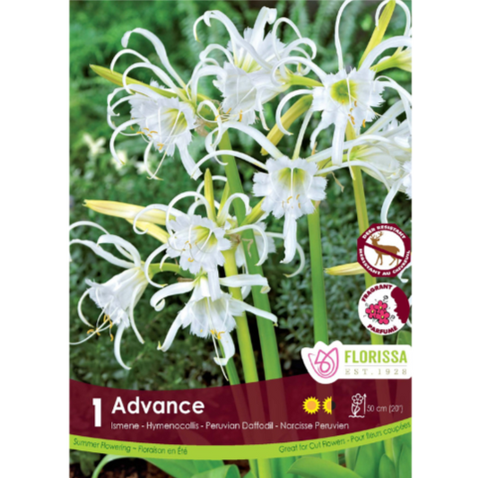 Bulbs Ismene Advance 1/Pkg.