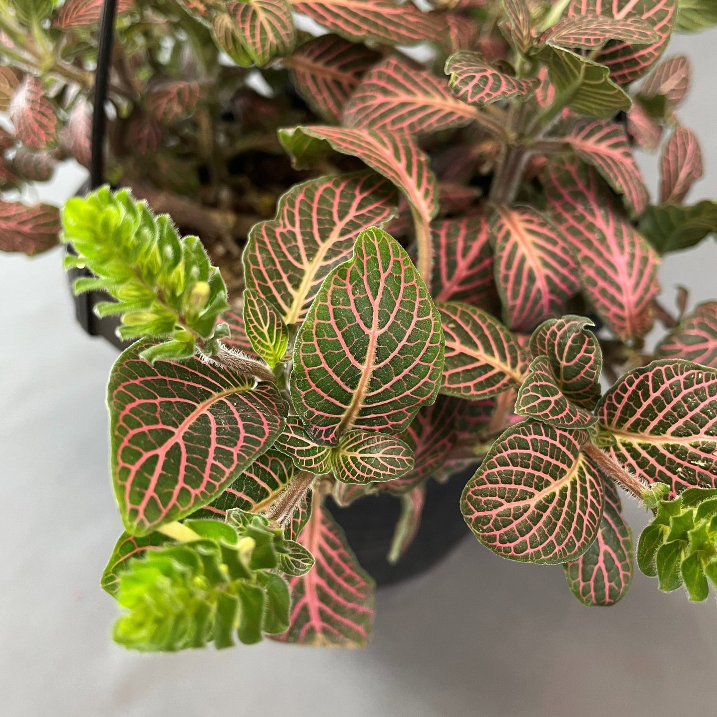 Fittonia Red 6" HB