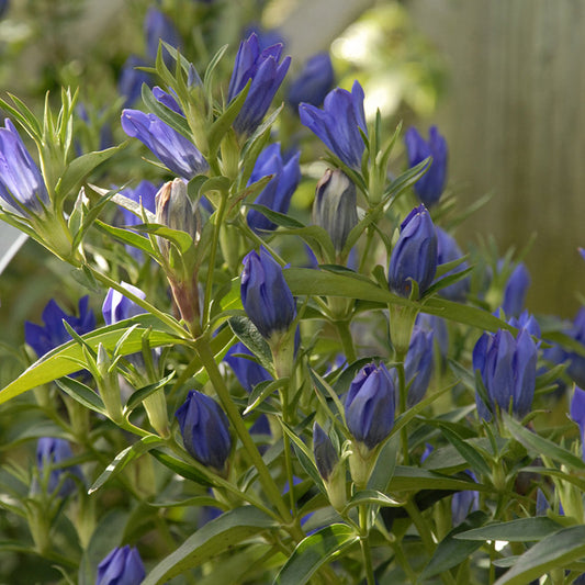 Gentian