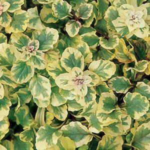 Bugleweed