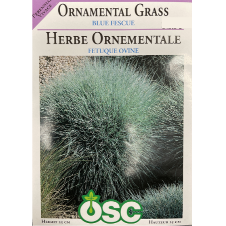 OSC Seeds Grass Ornamental Blue Fescue