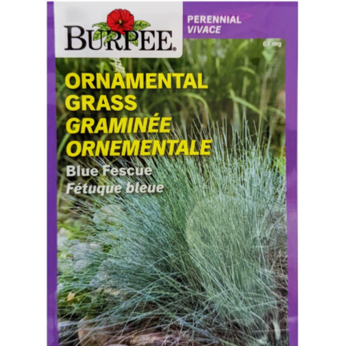 Burpee Seeds Ornamental Grass Blue Fescue