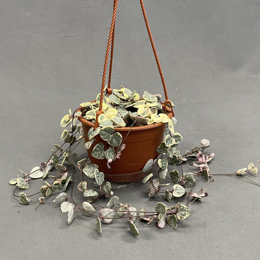 String of Hearts Variegated 6" HB