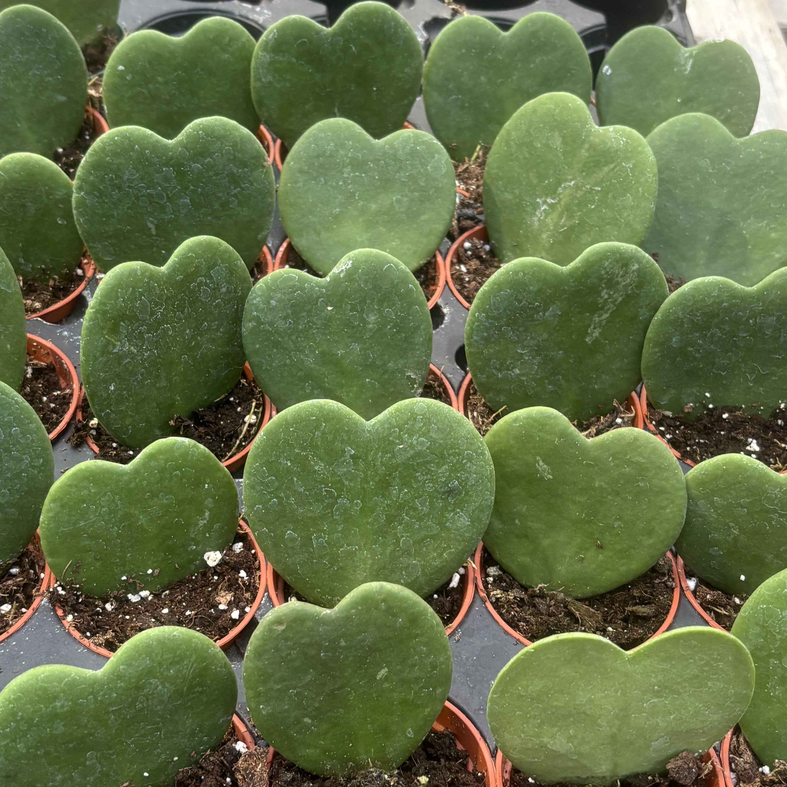 Hoya Hearts Single