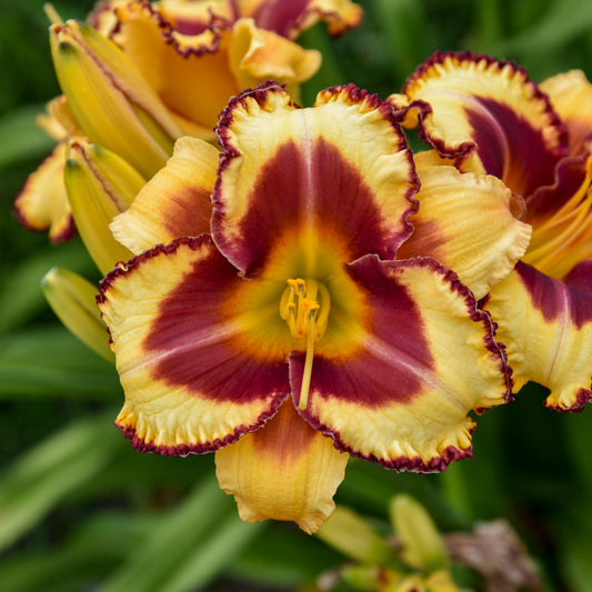 Daylily 'Rainbow Rhythm®'