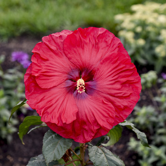 Hibiscus 'Summerific®'