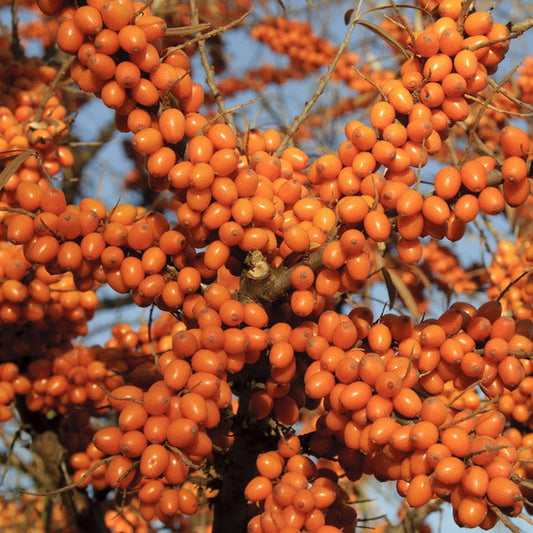 Sea Buckthorn 'Orange Energy'