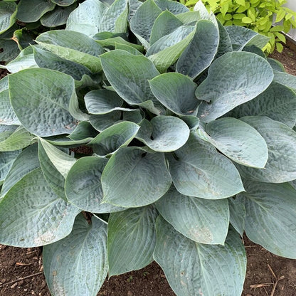 Hosta 'Shadowland®'