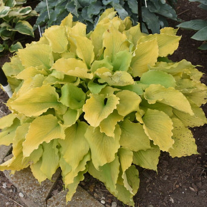 Hosta 'Shadowland®'