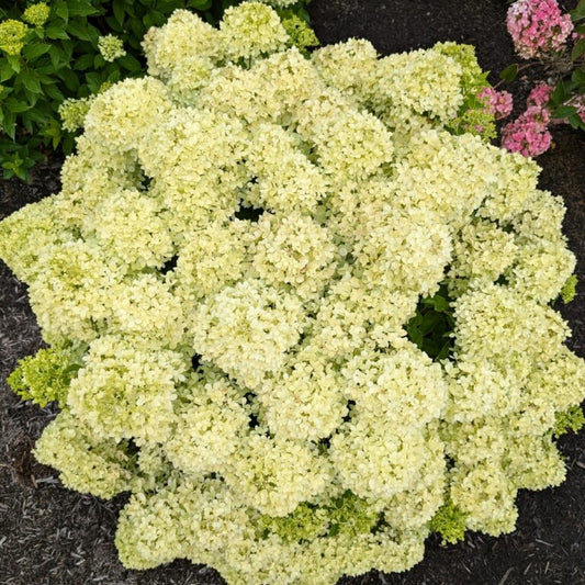 Hydrangea 'Bubble Bath™'