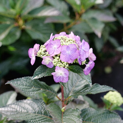 Hydrangea 'Tuff Stuff Top Fun®'