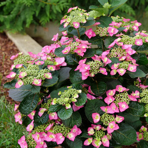 Hydrangea 'Tuff Stuff Top Fun®'