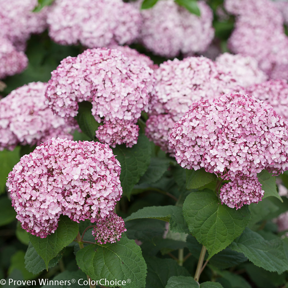 Hydrangea 'Incrediball Blush'