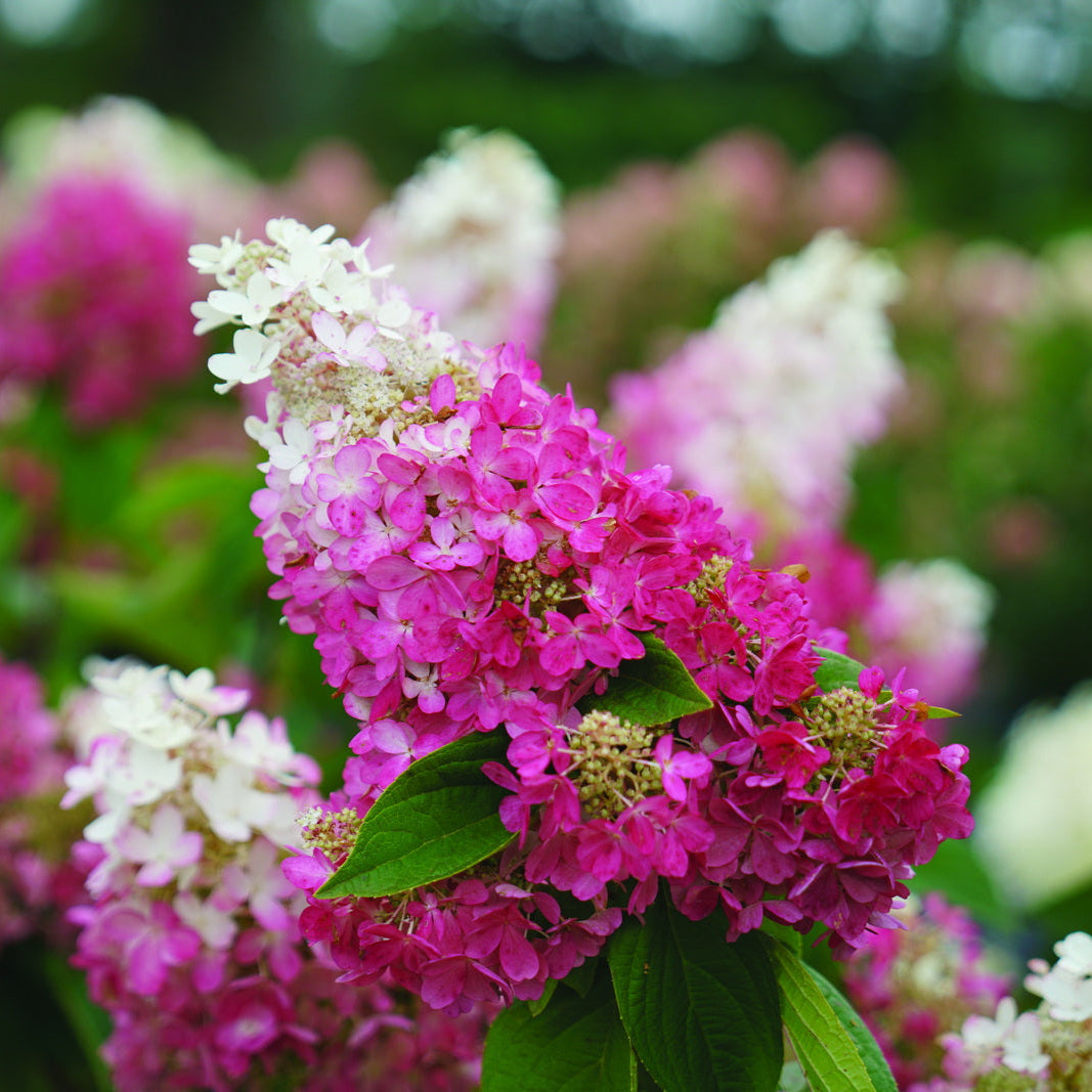 Hydrangea 'Pinky Winky Prime®'