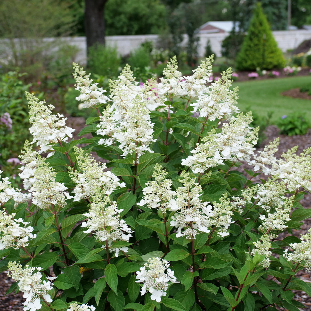 Hydrangea 'Pinky Winky Prime®'