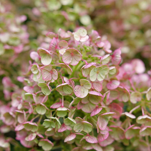 Hydrangea ‘Tiny Quick Fire’