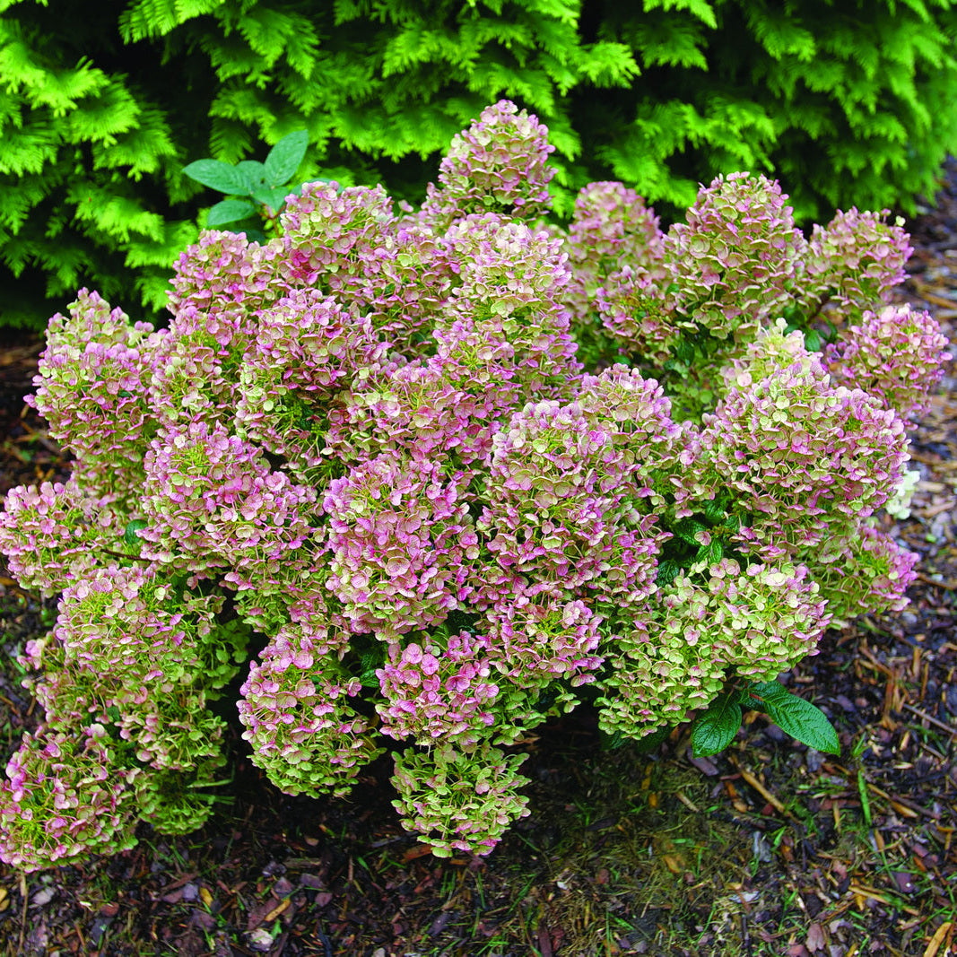 Hydrangea ‘Tiny Quick Fire’
