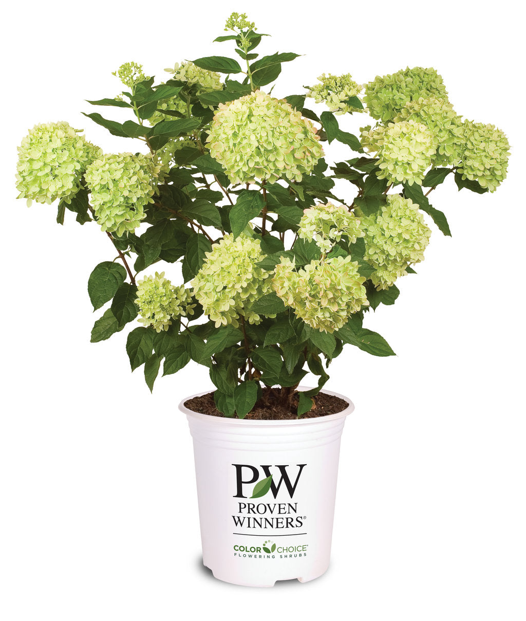 Hydrangea 'Little Lime®'