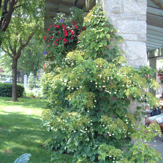 Hydrangea 'Climbing'