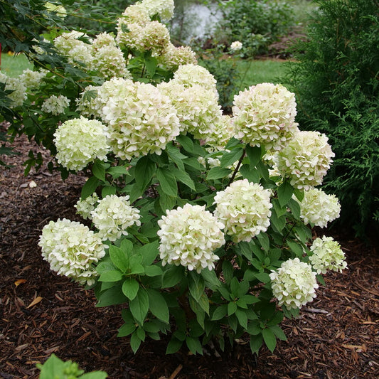 Hydrangea 'Powerball'