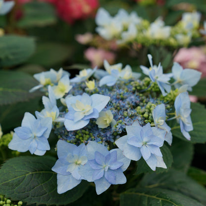 Hydrangea ‘Tuff Stuff Ah‑Ha’