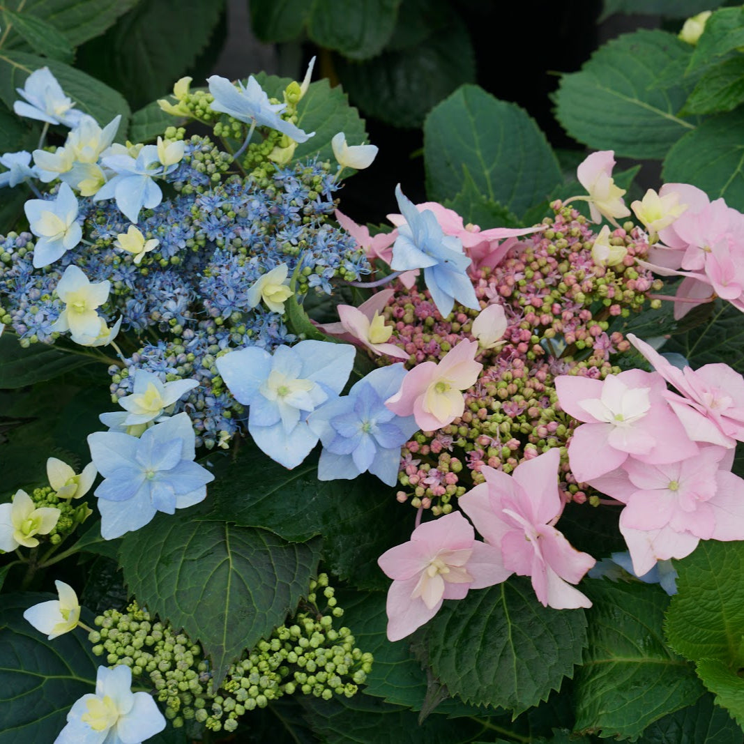 Hydrangea ‘Tuff Stuff Ah‑Ha’