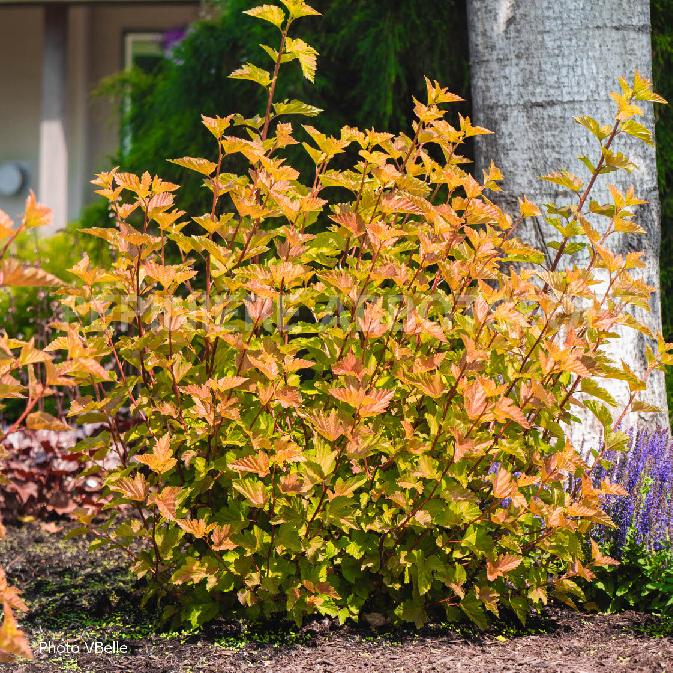 Ninebark 'Savannah Sunset'