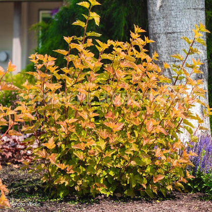 Ninebark 'Savannah Sunset'