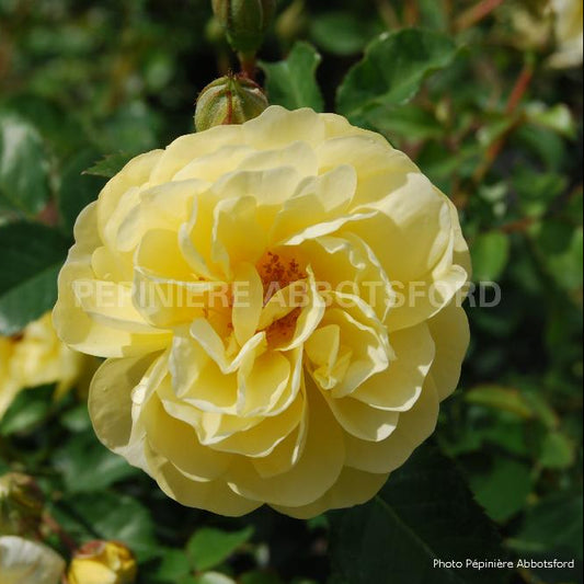Rose 'Sunrise Vigorosa®'