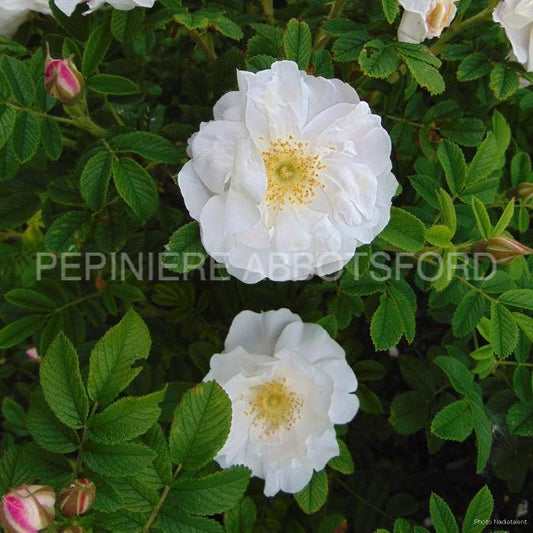 Rose 'Henry Hudson'