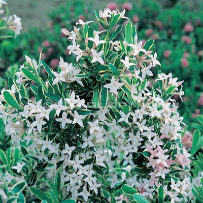 Daphne 'Carol Mackie'