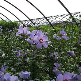 Rose of Sharon 'Bluebird'