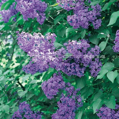 Lilac 'Pocahontas'