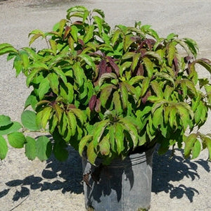 Dogwood 'Kelsey' Dwarf